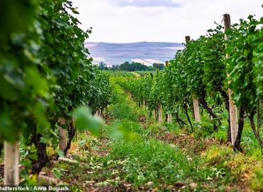 A vineyard in Georgia