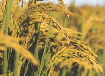 green rice crops